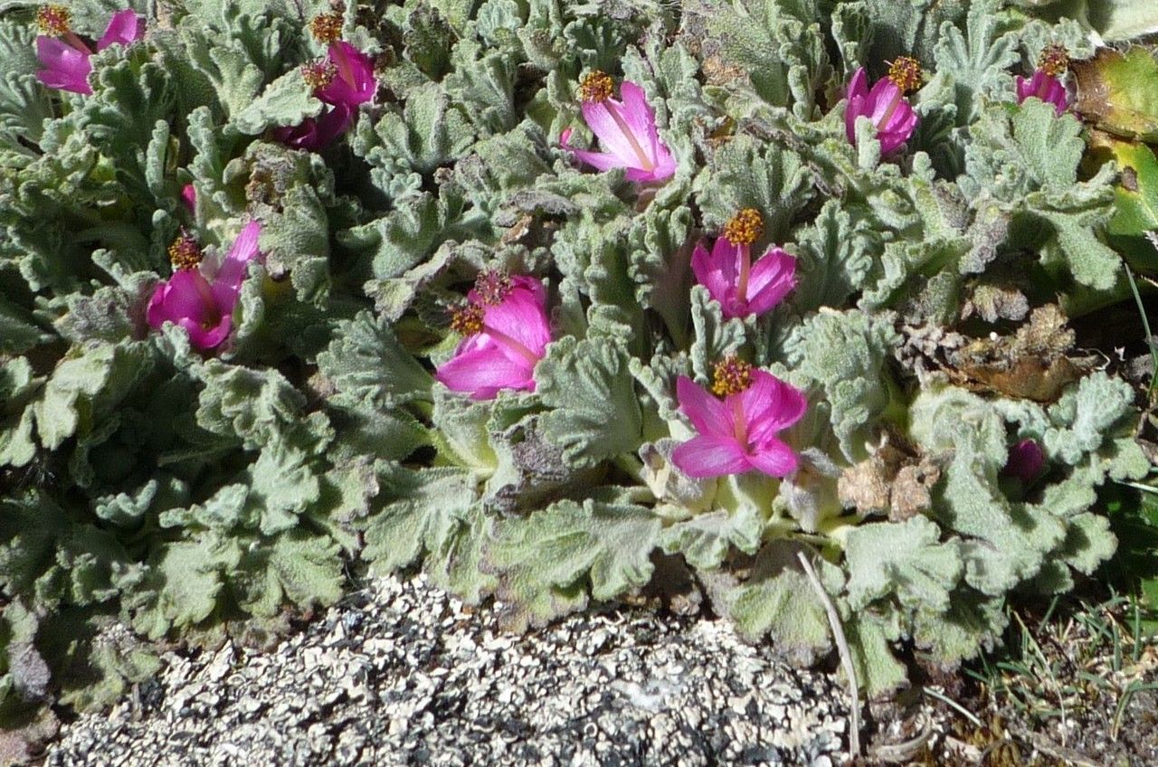 Nototriche flabellata habit