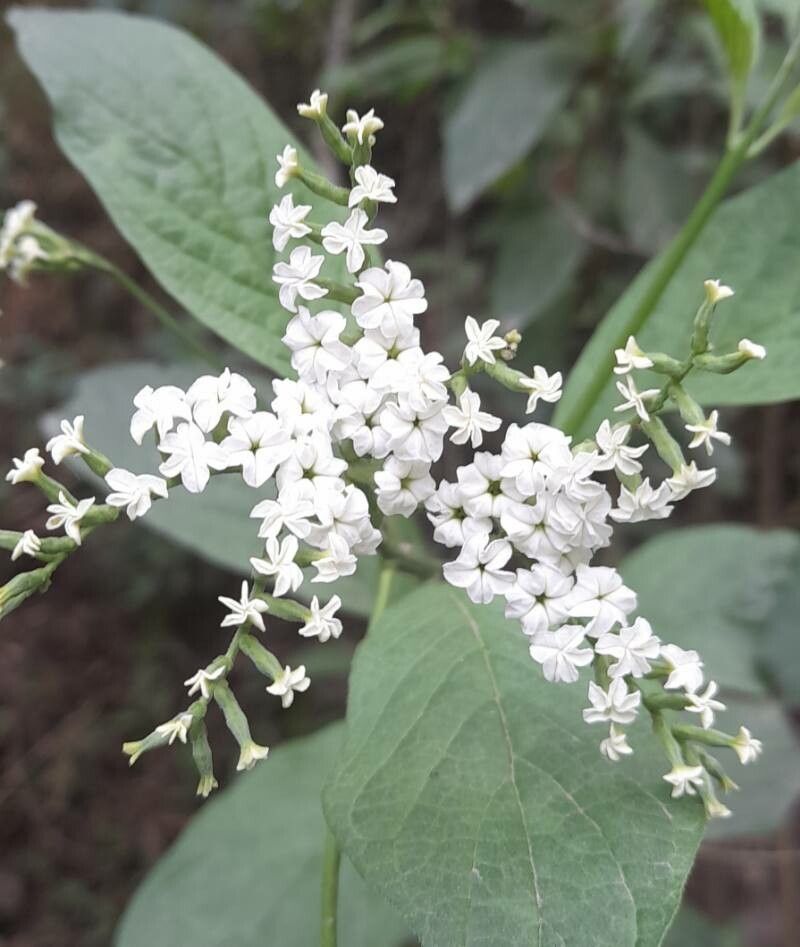 Heliotropium lilloi flower