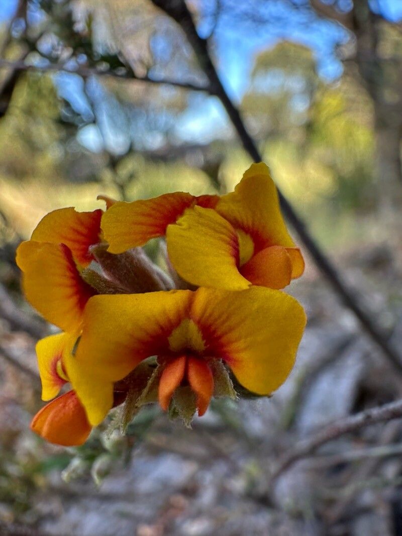 Dillwynia phylicoides flower