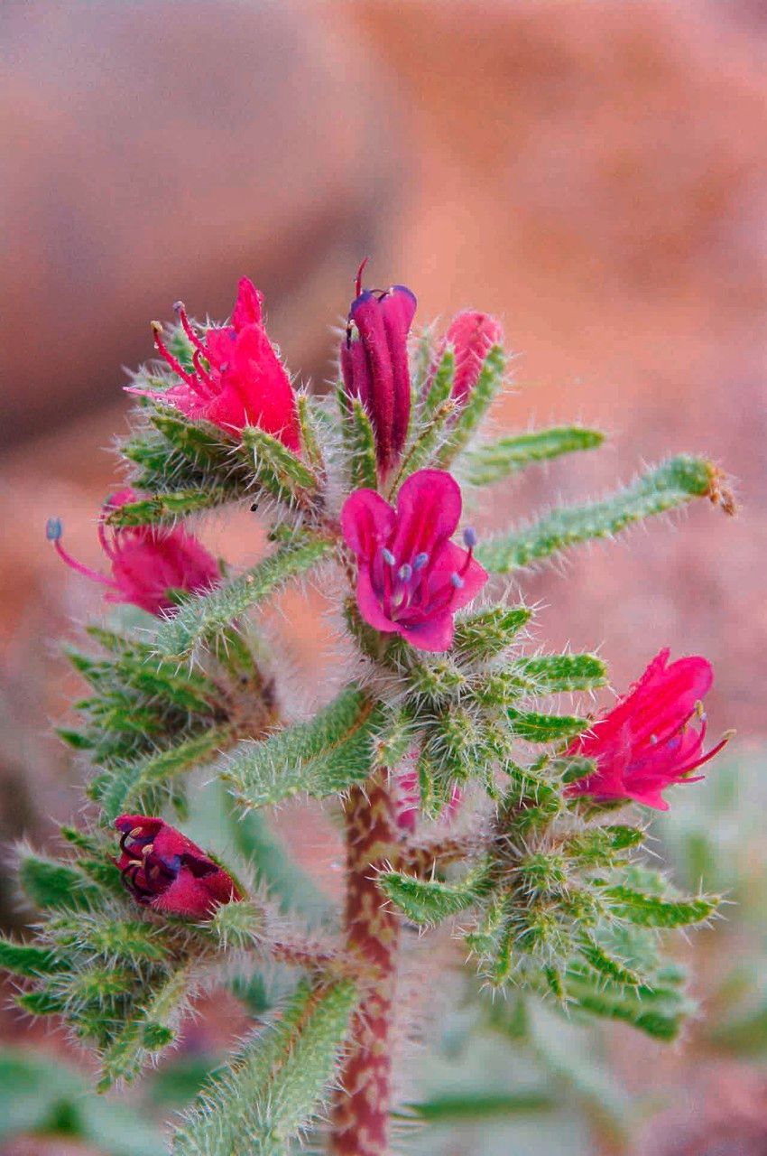 Echium horridum flower