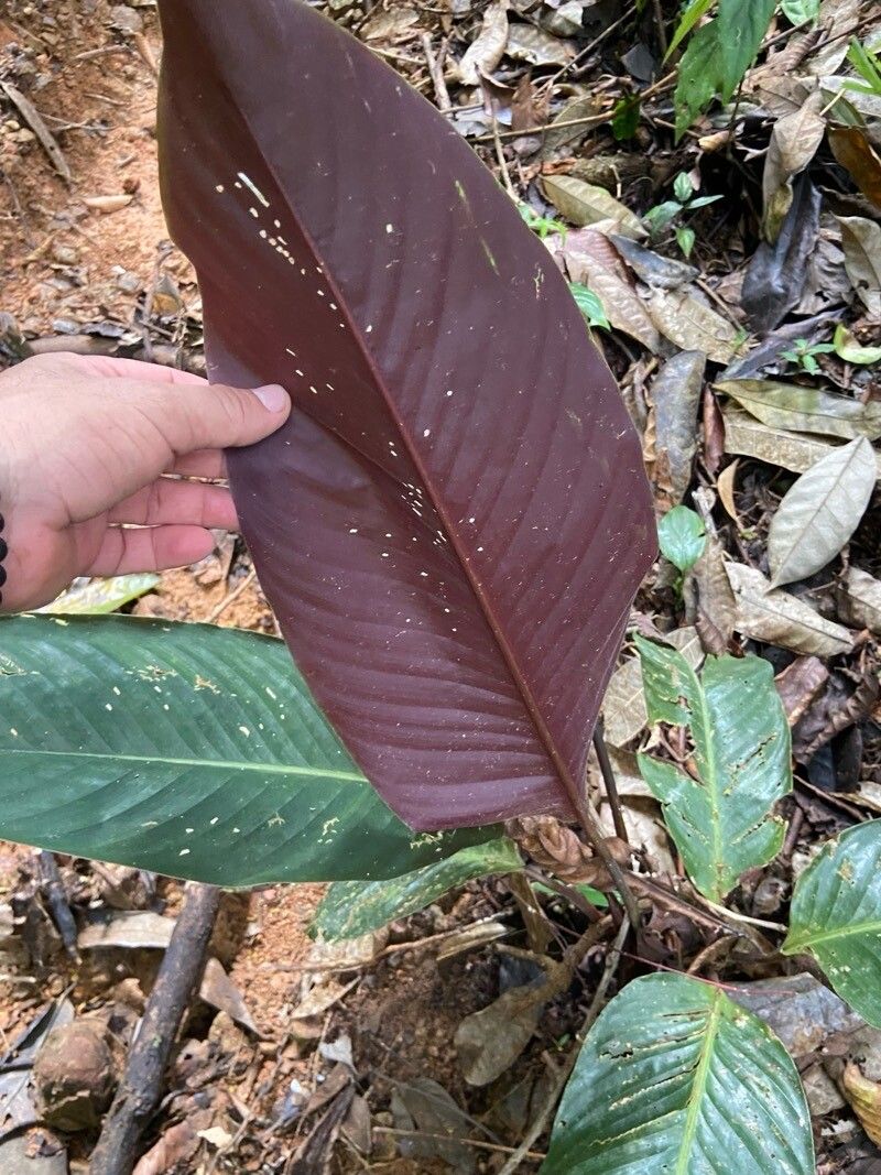 Goeppertia gloriana — search result for 'Goeppertia'