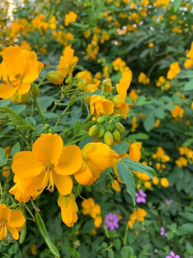 Cassia occidentalis flower