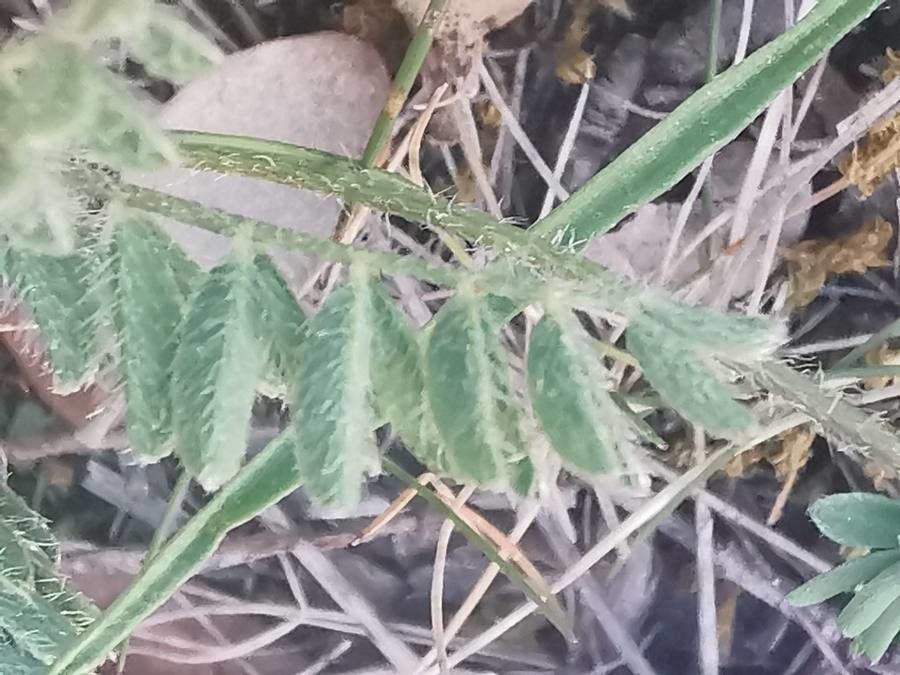 Astragalus onobrychis leaf