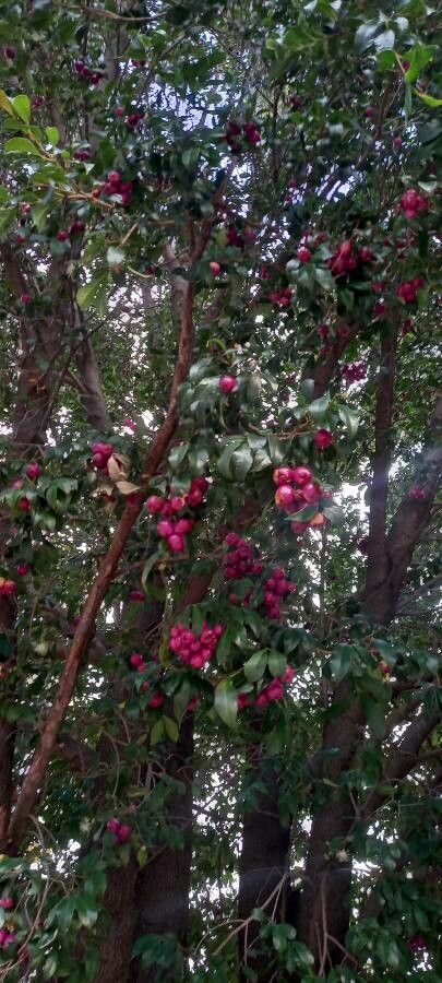 Syzygium smithii fruit