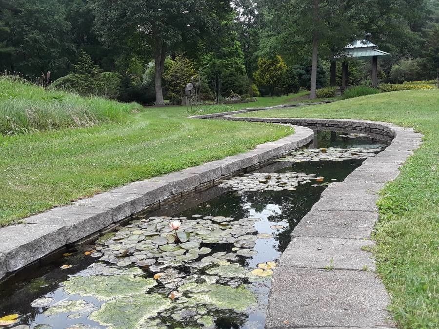 Nymphaea odorata habit
