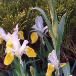 Iris florentina