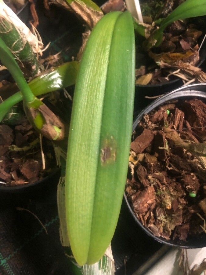 Paphiopedilum rothschildianum — search result for 'Paphiopedilum'