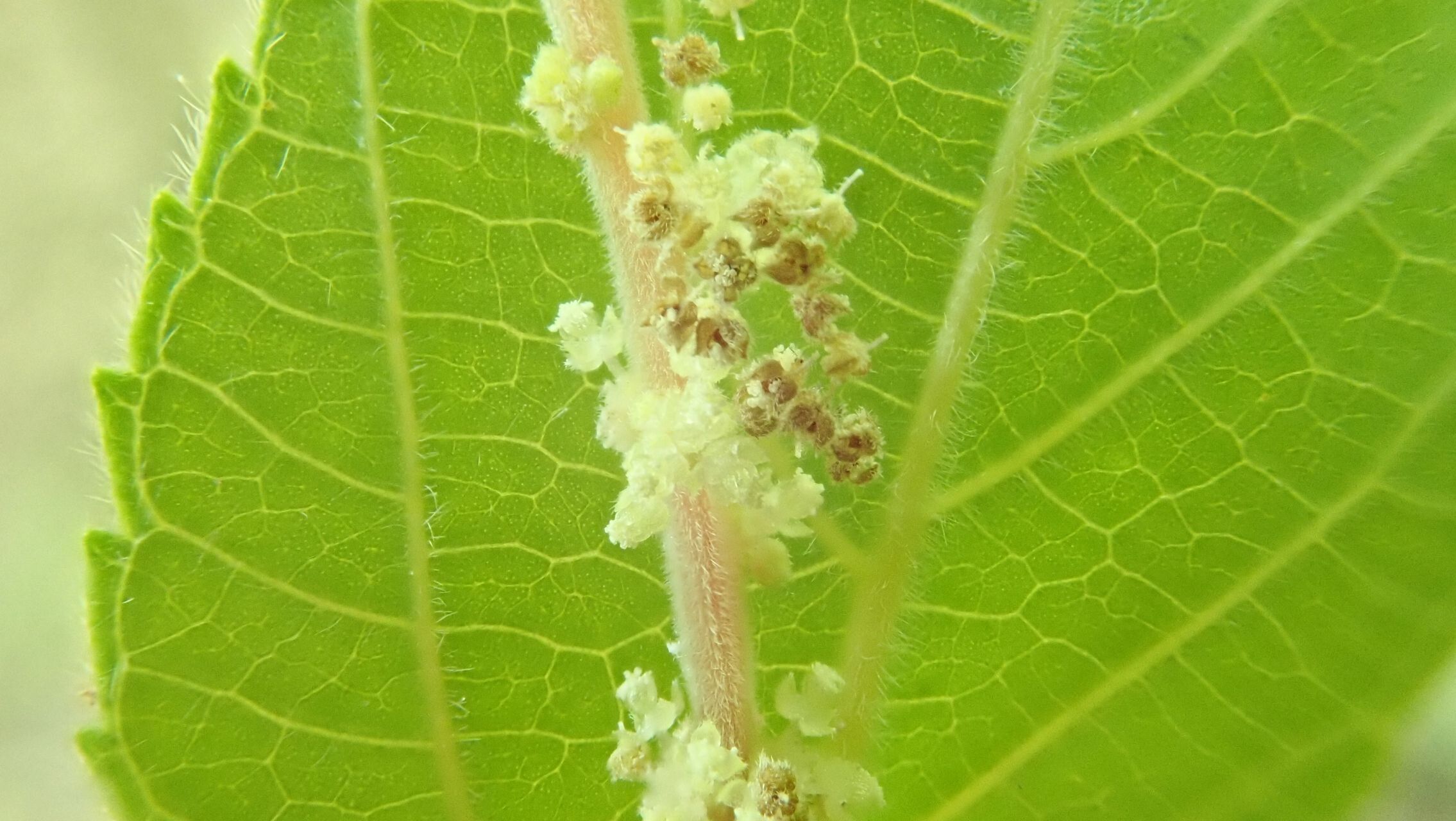 Acalypha pancheriana flower