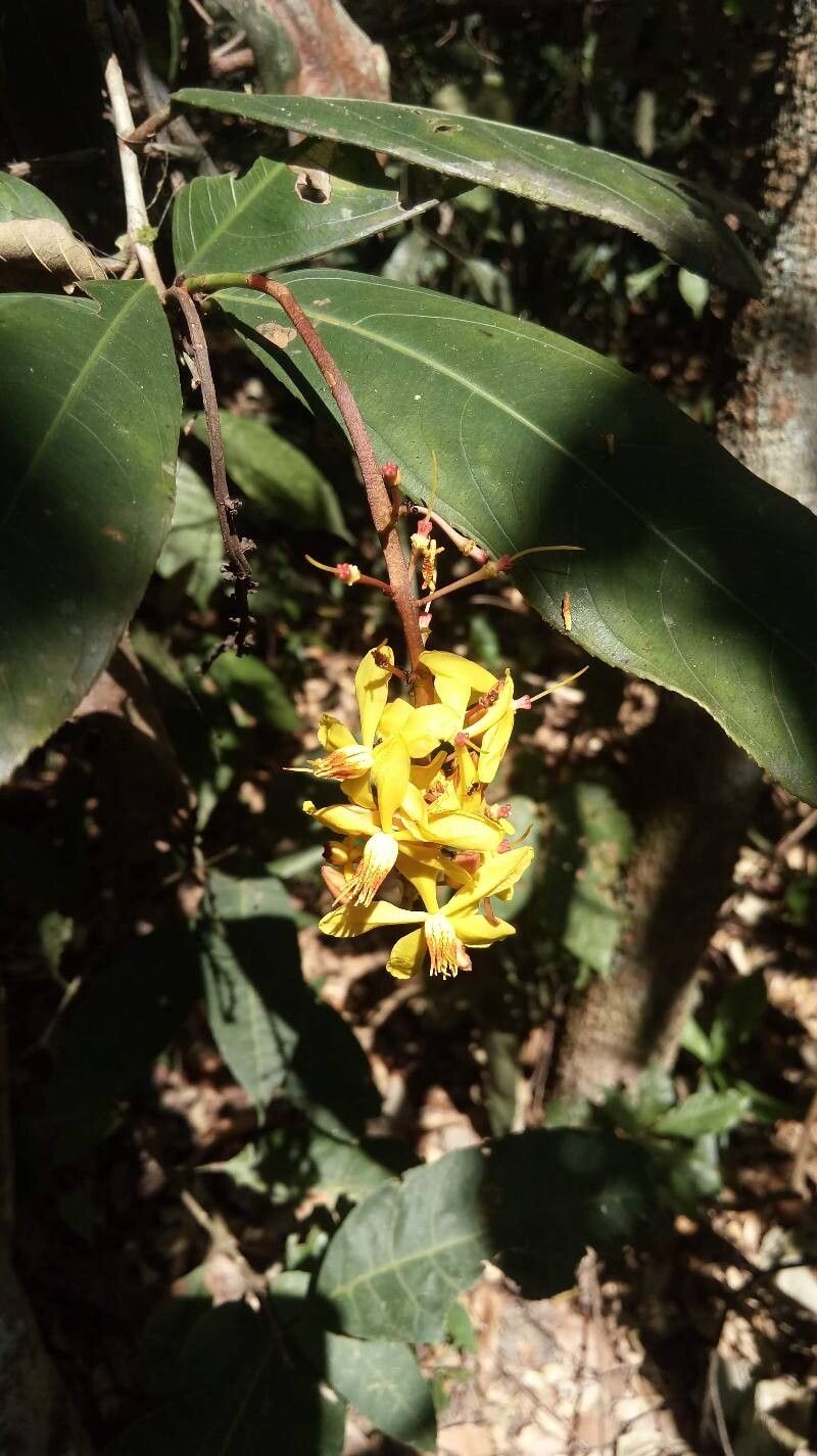 Ouratea racemiformis flower