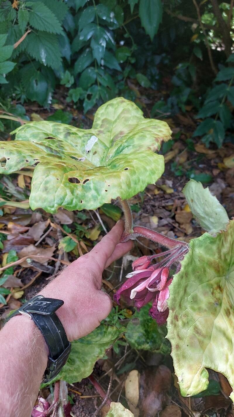 Podophyllum aurantiocaule flower