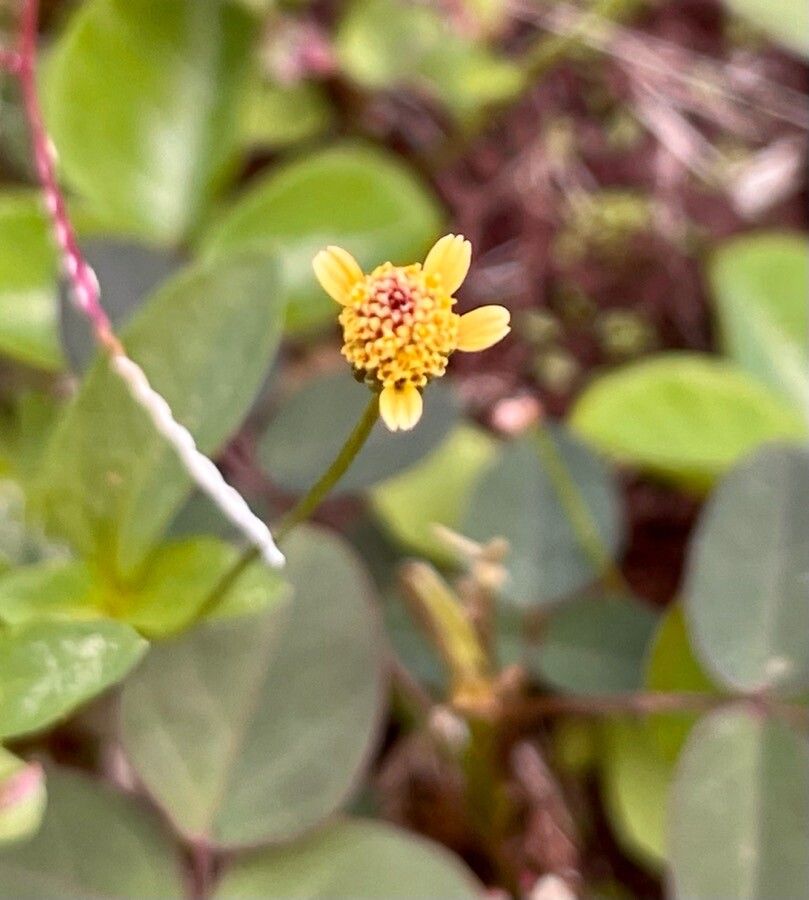 Acmella uliginosa flower