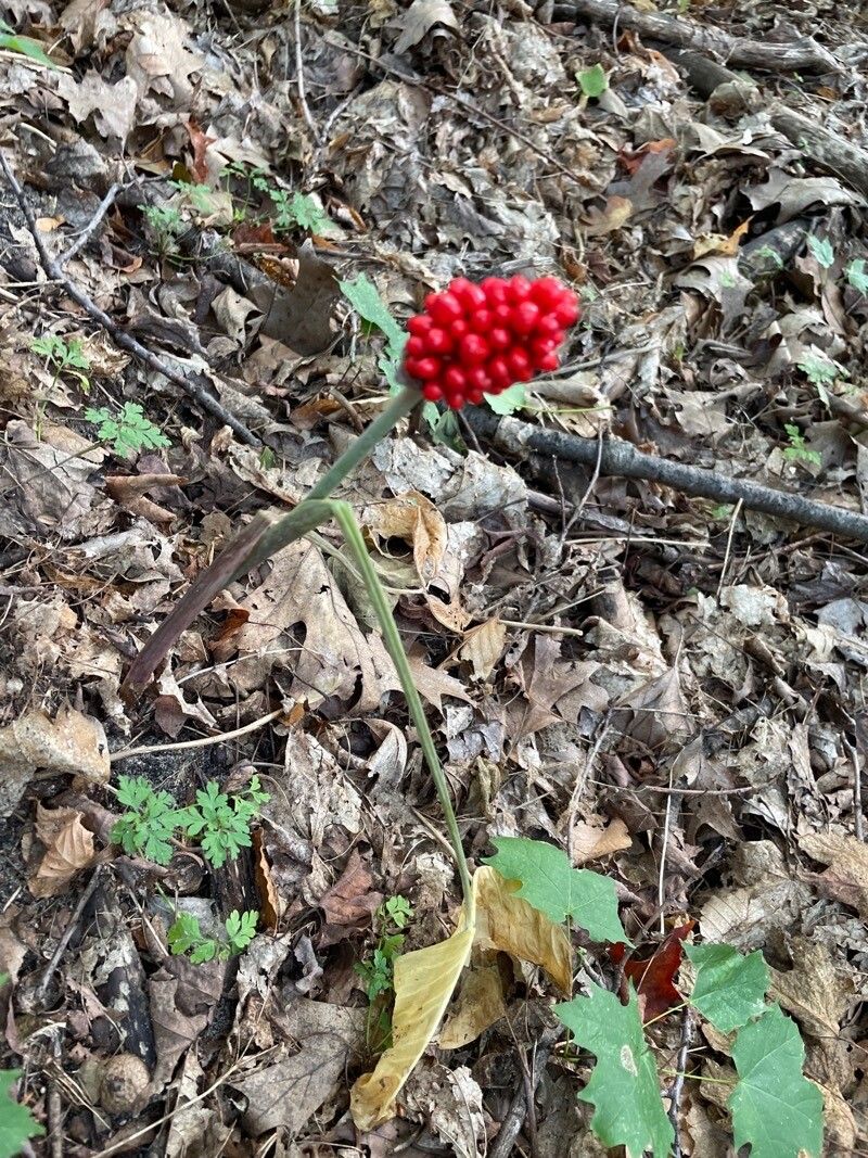 Arisaema dracontium fruit
