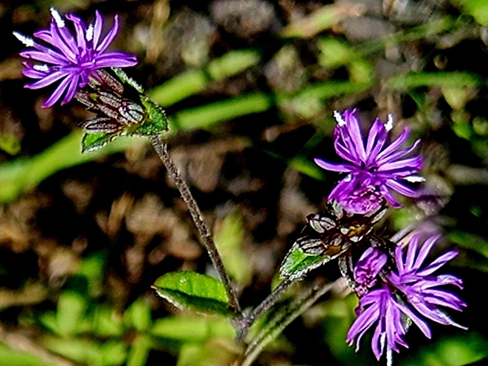 Elephantopus nudatus — related species from the same genus