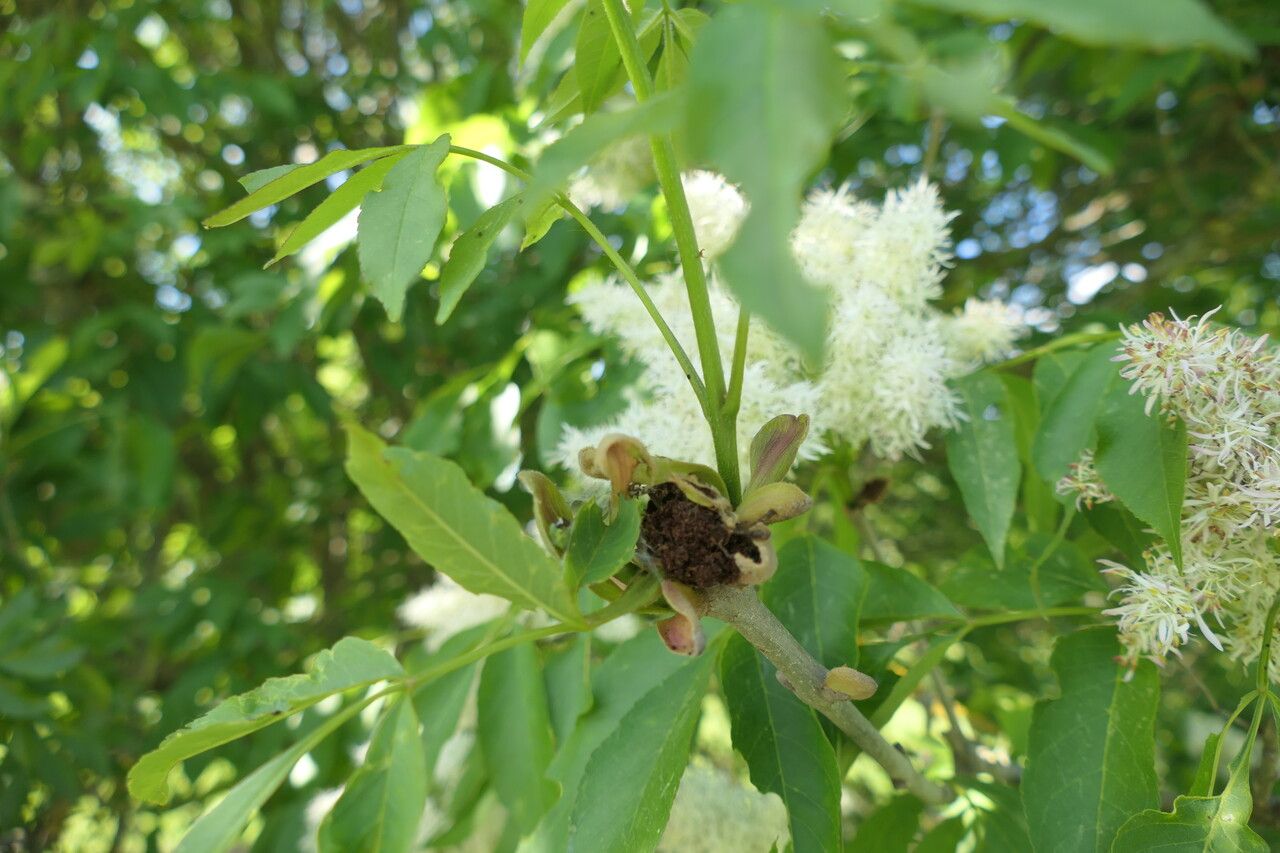Fraxinus floribunda bark