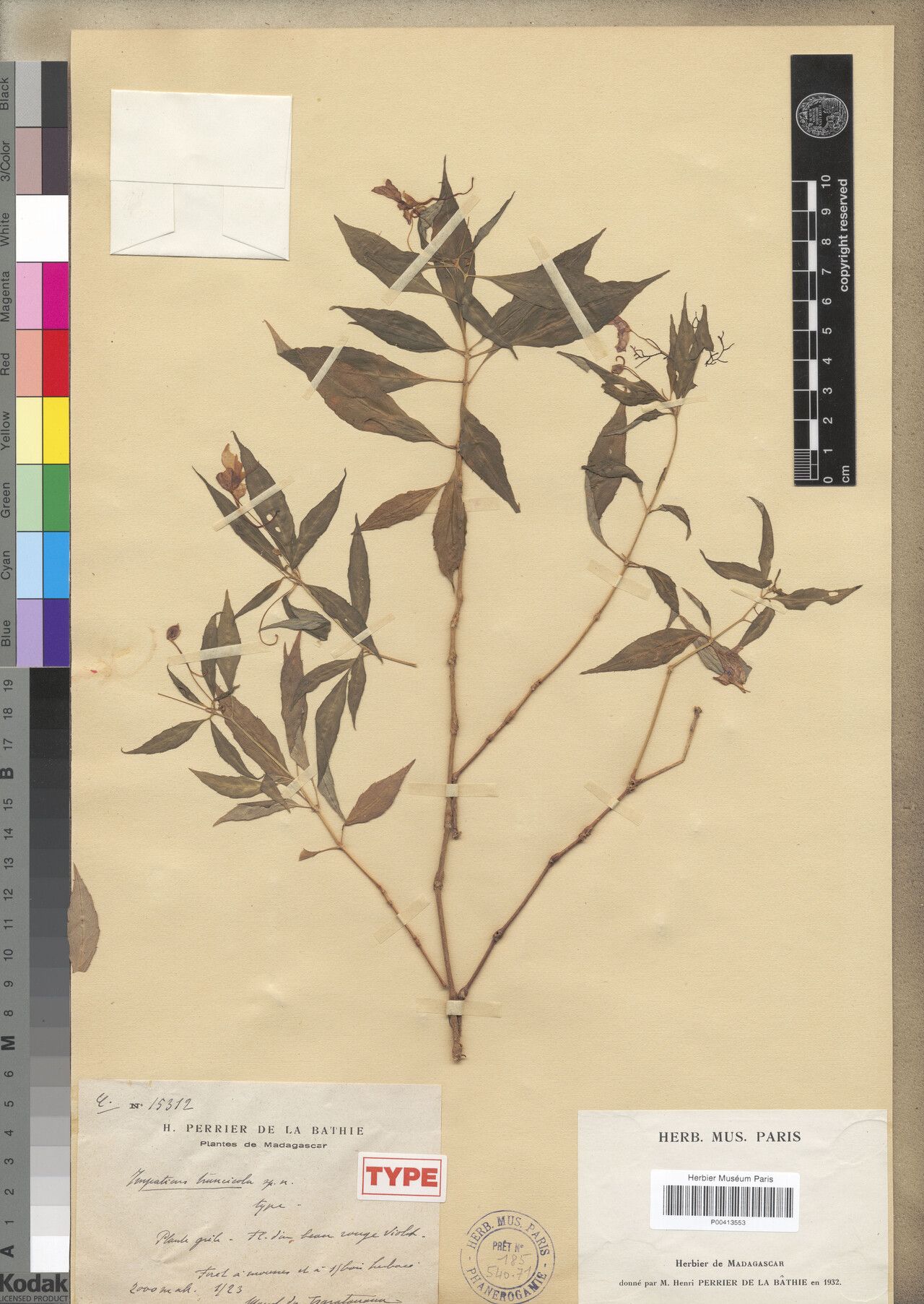 Impatiens truncicola — houseplant care guide