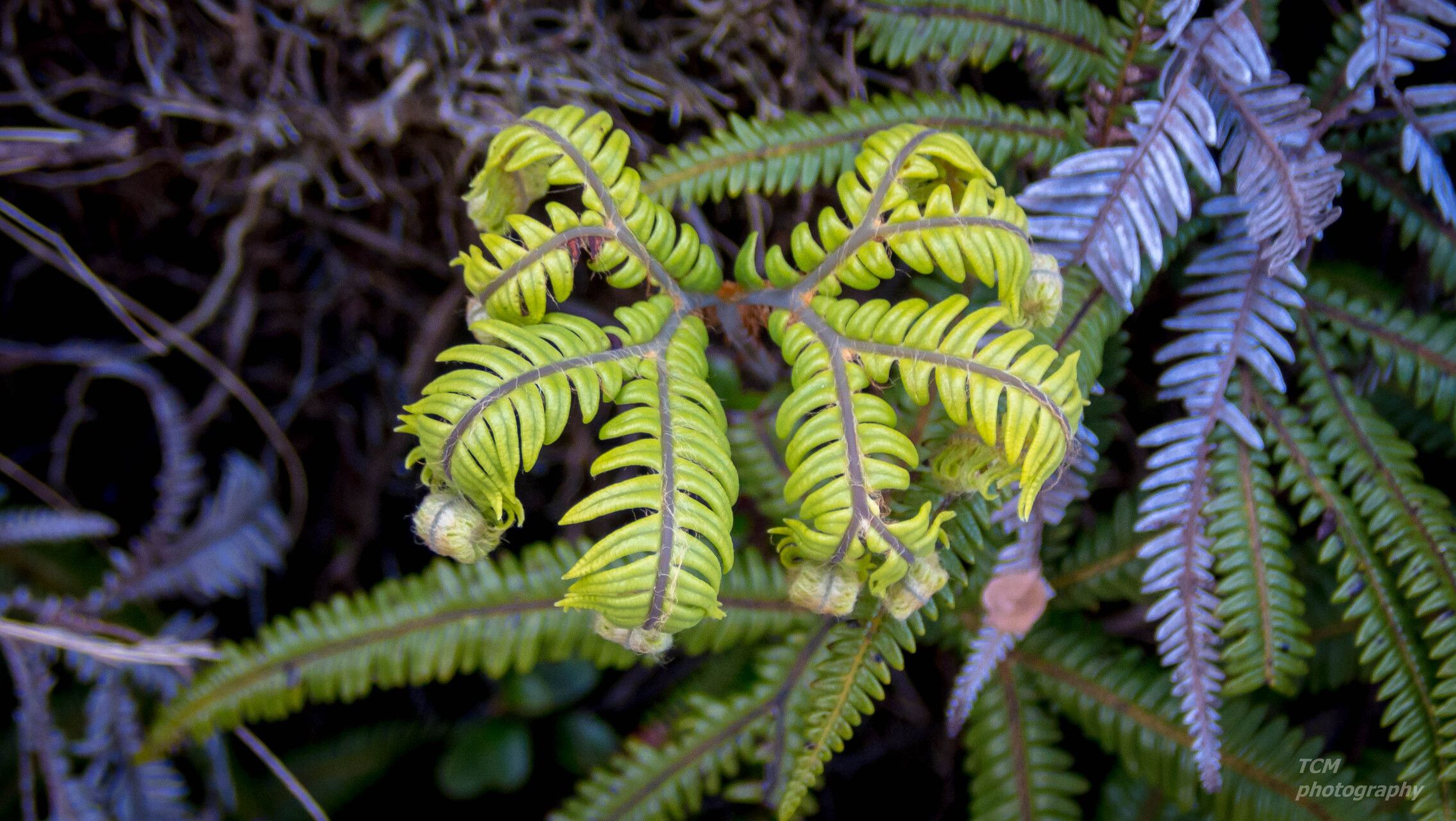 Sticherus cunninghamii leaf