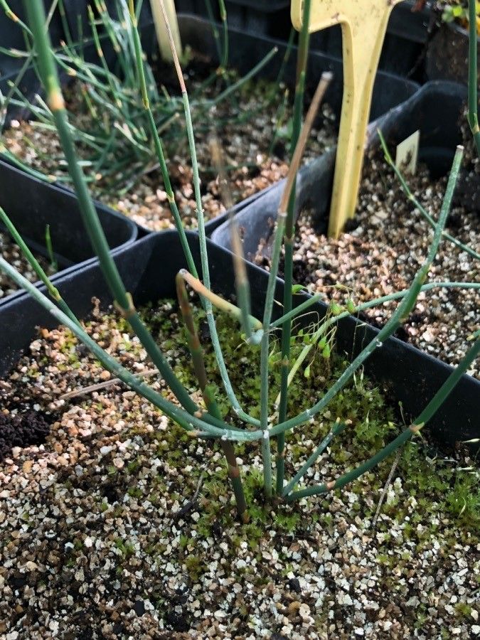 Ephedra americana — related species from the same genus