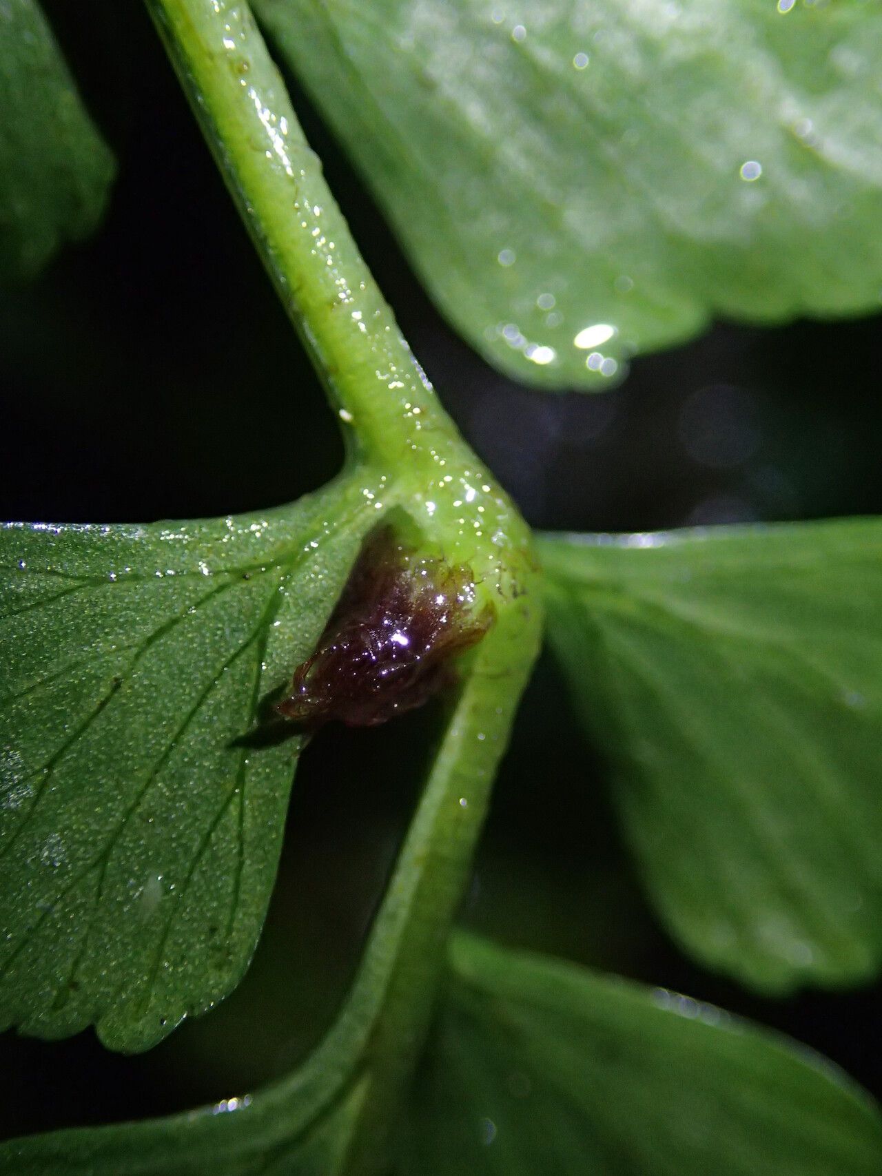 Asplenium elliottii — houseplant care guide