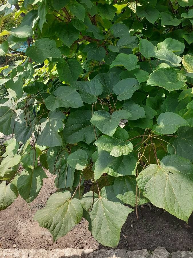 Catalpa duclouxii leaf