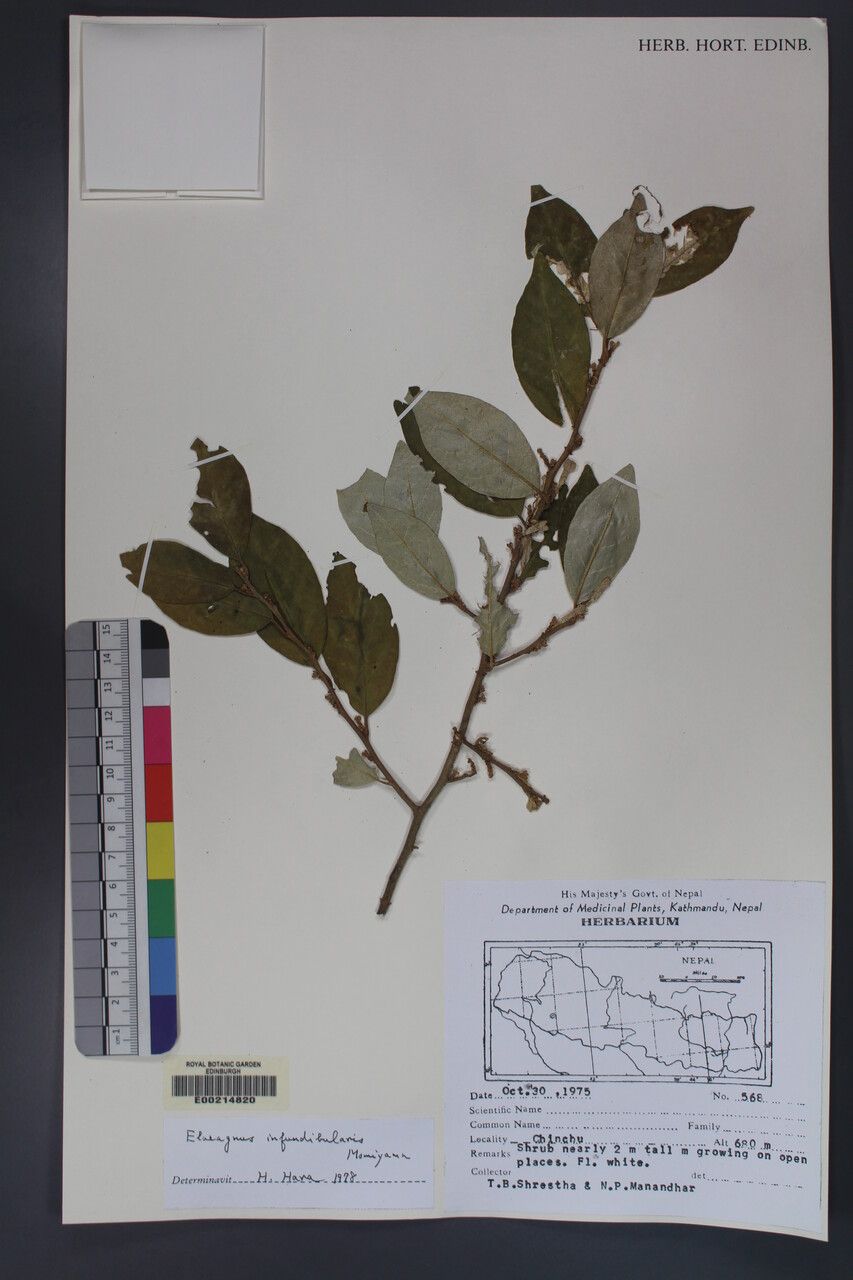 Elaeagnus infundibularis other