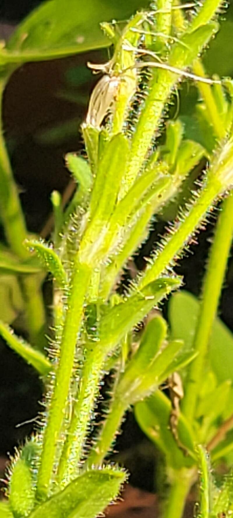 Petunia × atkinsiana bark