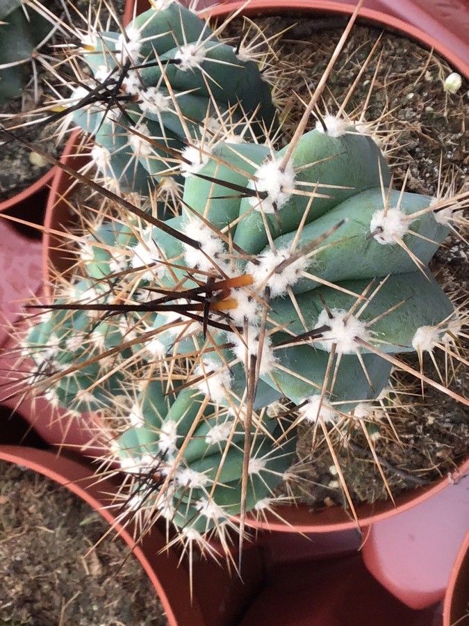 Stetsonia coryne leaf