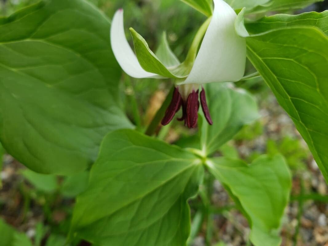 Trillium rugelii flower