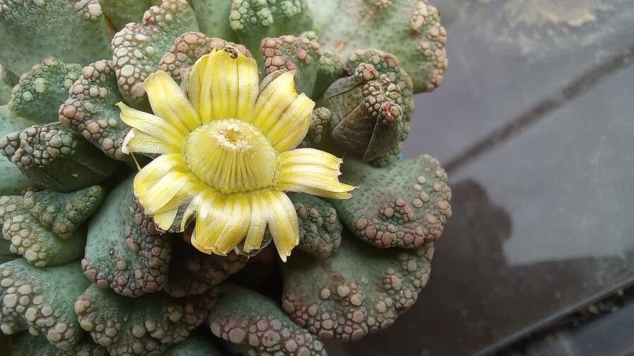 Titanopsis calcarea flower