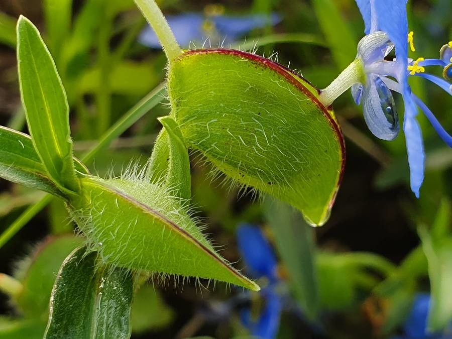 Commelina latifolia fruit