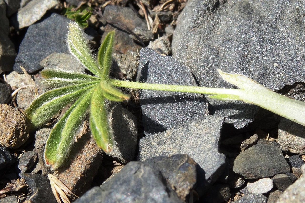 Potentilla nivalis leaf