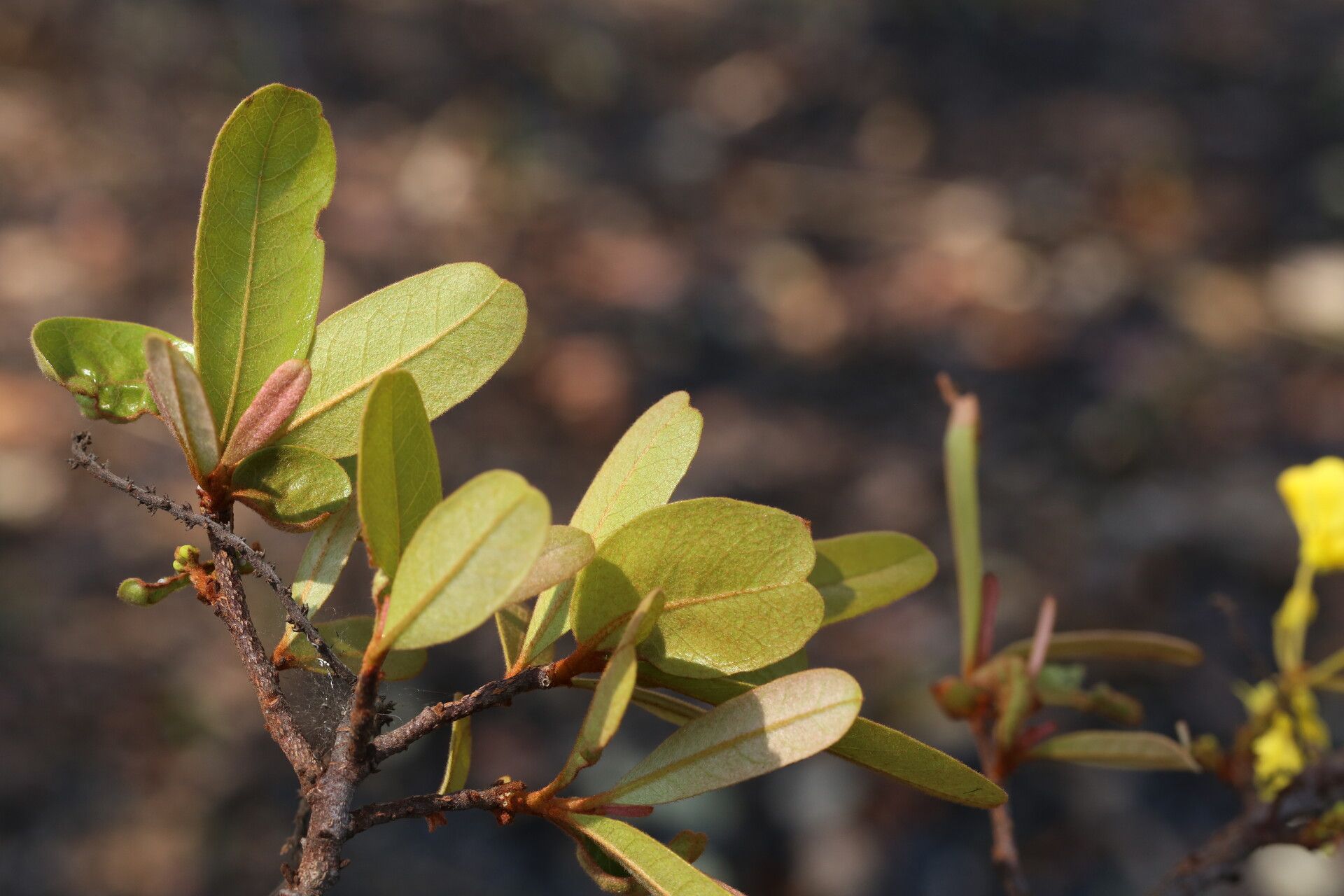 Acridocarpus katangensis — search result for 'Acridocarpus'