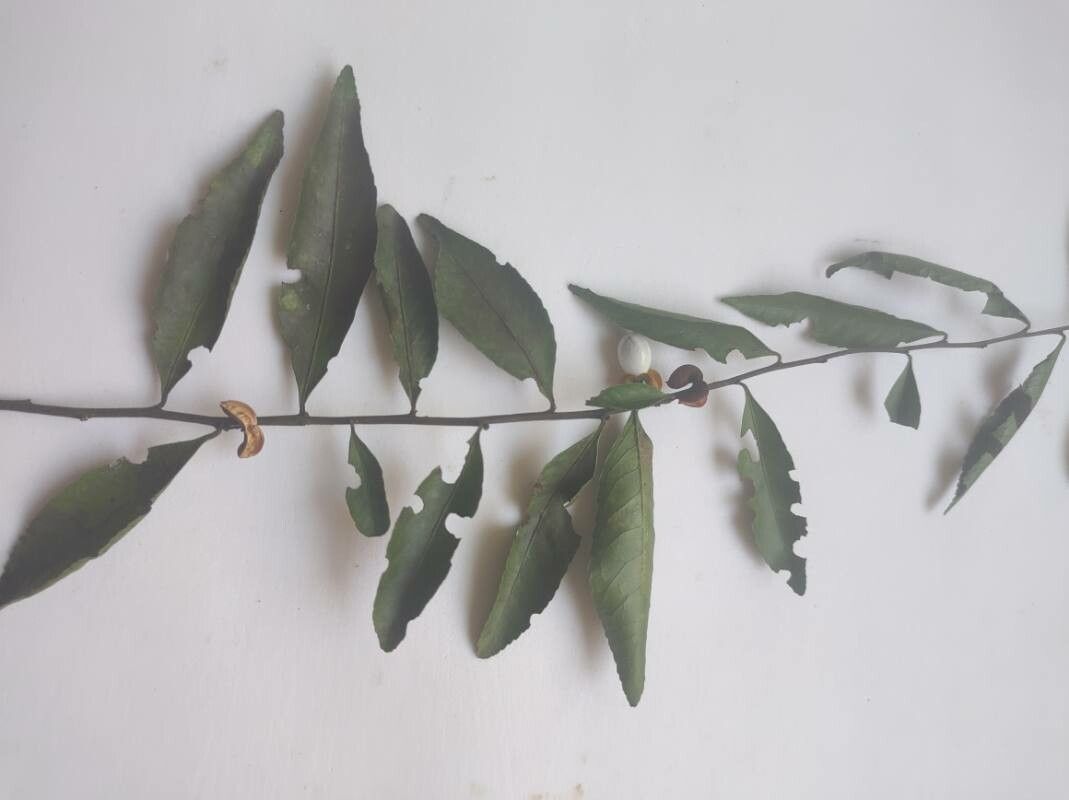 Maytenus evonymoides leaf