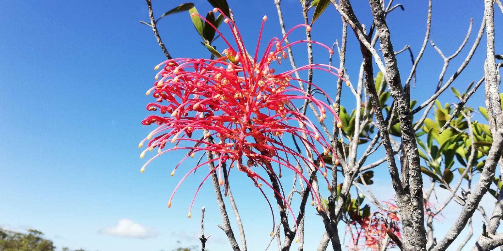 Grevillea meisneri — search result for 'Grevillea'
