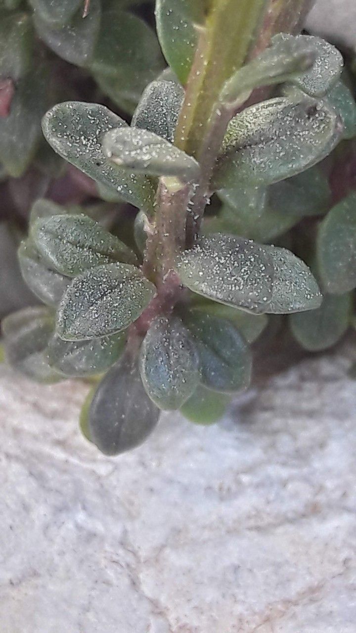 Iberis nana leaf