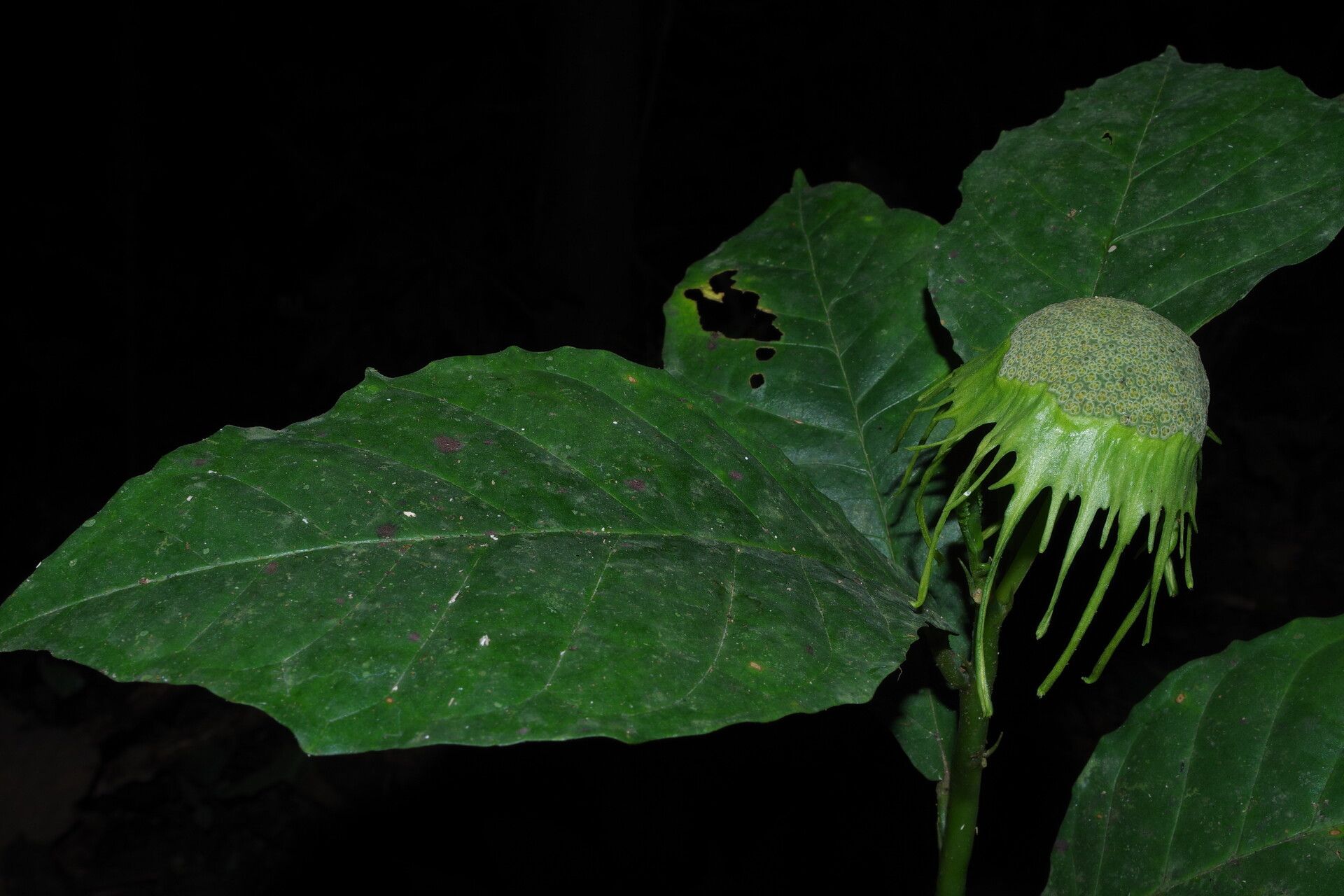 Dorstenia barteri — search result for 'Dorstenia'