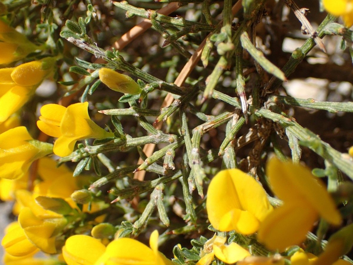 Genista × martini habit
