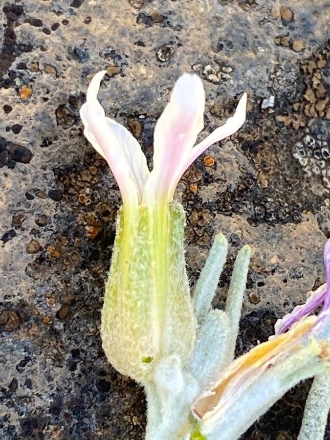 Parolinia ornata flower