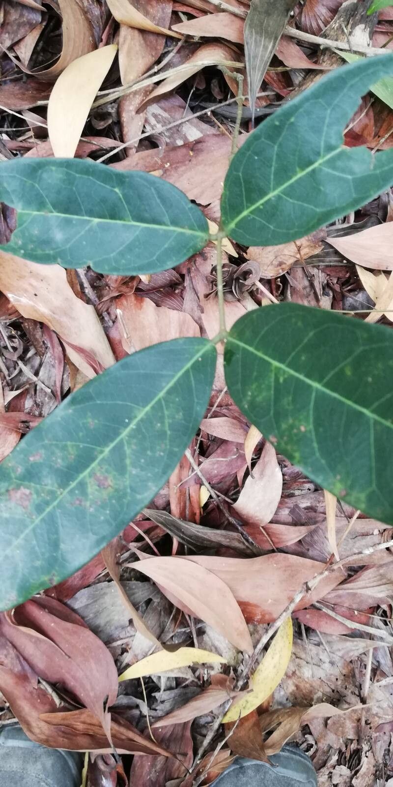 Landolphia owariensis — houseplant care guide