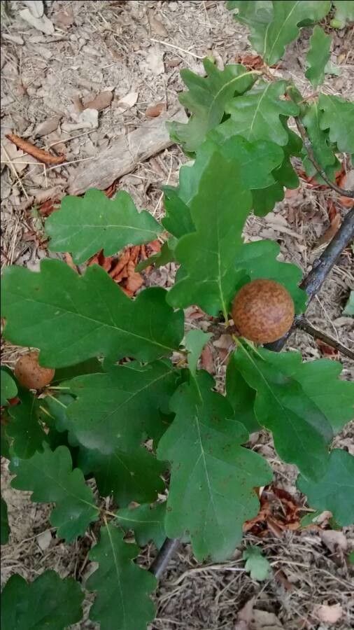 Quercus pubescens fruit