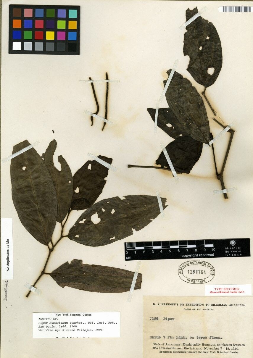 Piper humaytanum — houseplant care guide