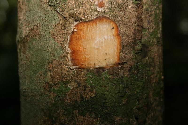 Discophora guianensis other