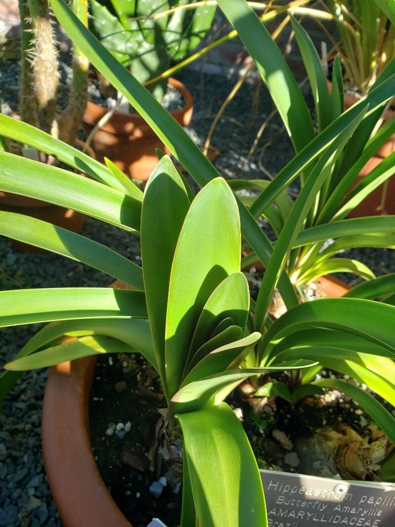 Hippeastrum papilio — search result for 'Hippeastrum'