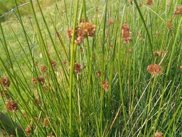 Schoenoplectus pungens leaf