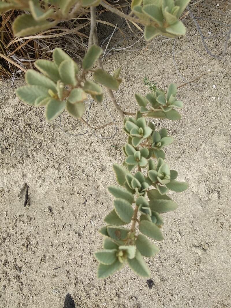 Corchorus hirsutus — search result for 'Corchorus'