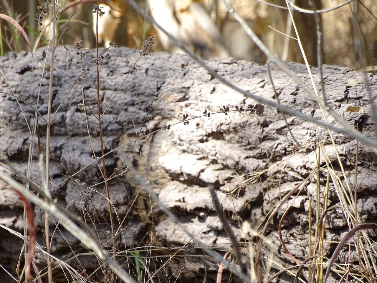 Cordyla pinnata bark