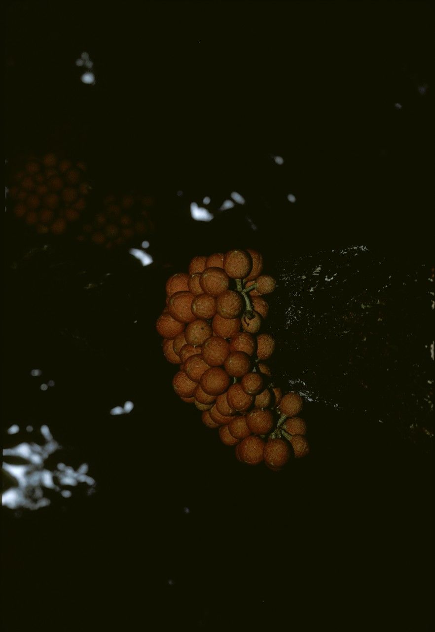 Dysoxylum parasiticum — search result for 'Meliaceae'