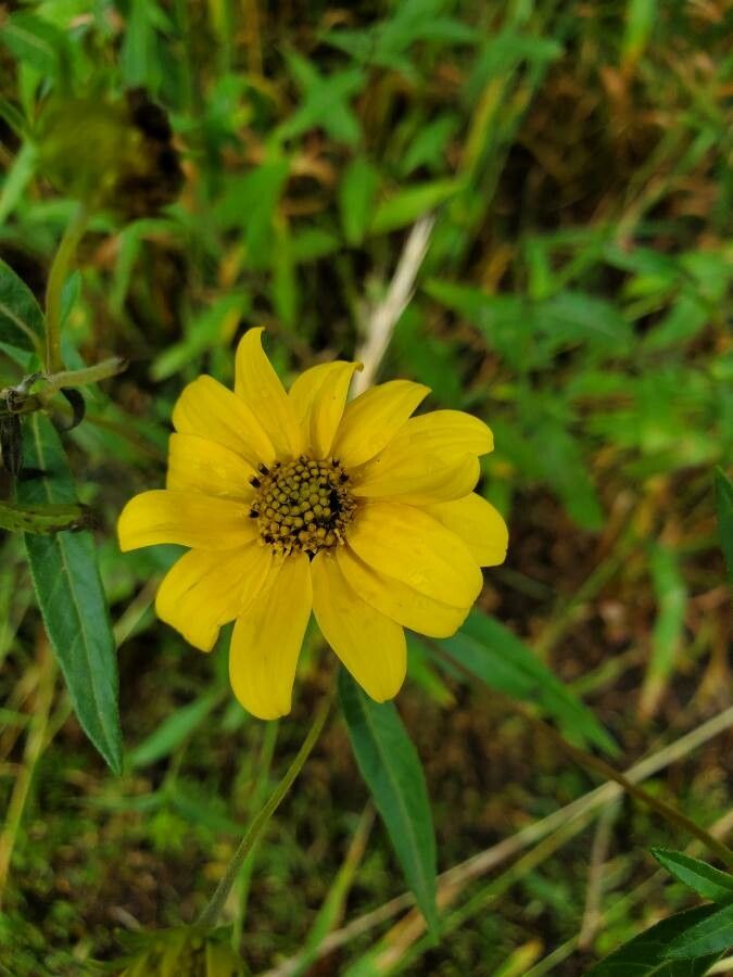 Heliomeris multiflora flower