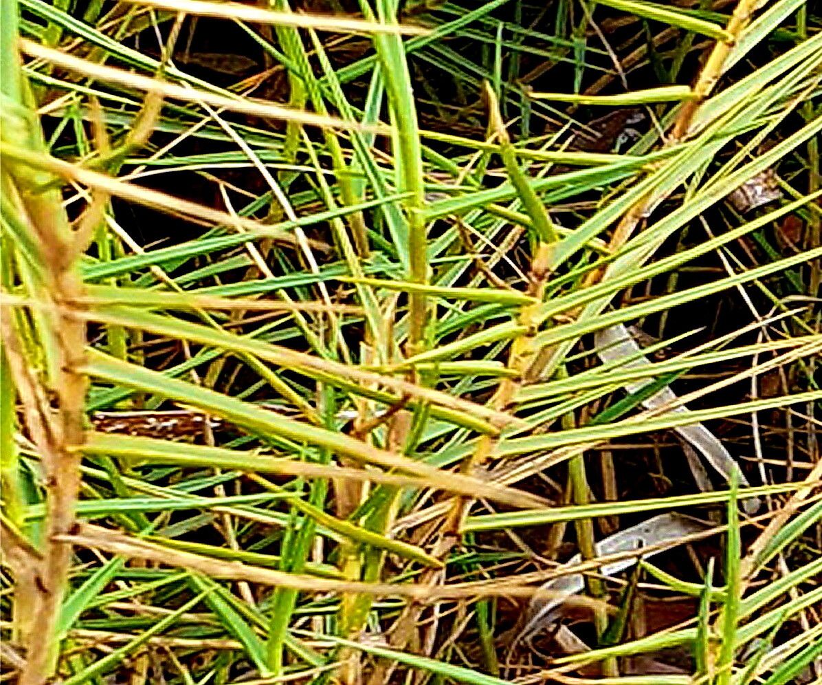 Distichlis distichophylla — related species from the same genus