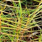 Distichlis distichophylla