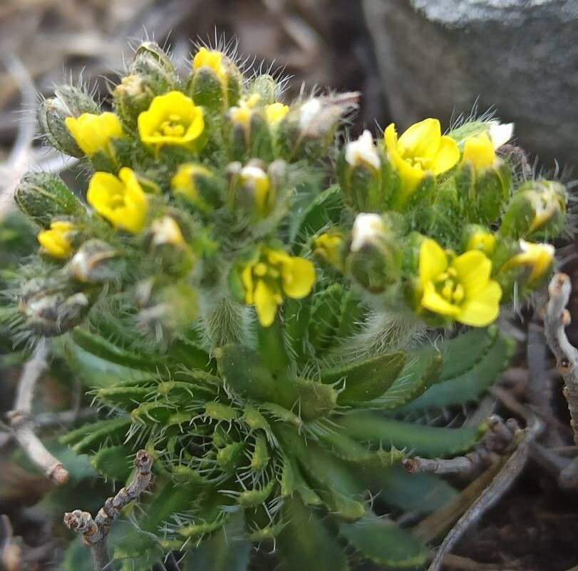 Draba hispanica flower